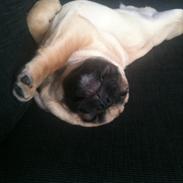 Blanding af racer Alfred