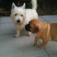 Blanding af racer Alfred