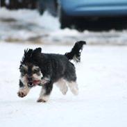 Blanding af racer Mikki