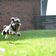 Blanding af racer Mikki