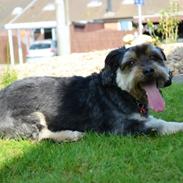 Blanding af racer Mikki