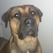 Blanding af racer Eddie