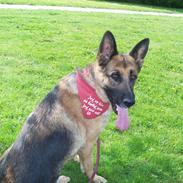 Schæferhund <3 Nala <3