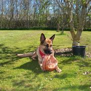 Schæferhund <3 Nala <3