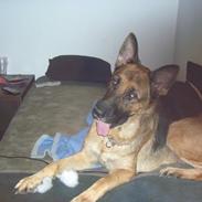 Schæferhund <3 Nala <3