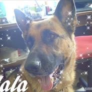 Schæferhund <3 Nala <3