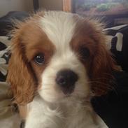 Cavalier king charles spaniel Casper