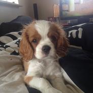 Cavalier king charles spaniel Casper