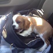 Cavalier king charles spaniel Casper