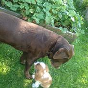 Cavalier king charles spaniel Casper