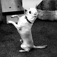 Chihuahua Gizmo