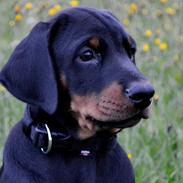 Dobermann Proud Danish Eye Of Casanova