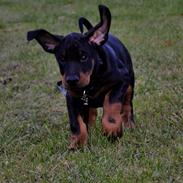Dobermann Proud Danish Eye Of Casanova