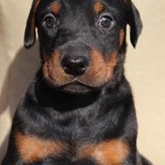 Dobermann Proud Danish Eye Of Casanova