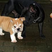 Engelsk bulldog R.I.P Basse 2023 - 10 år