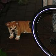 Engelsk bulldog R.I.P Basse 2023 - 10 år