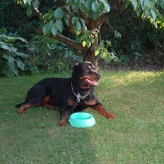 Rottweiler Hektor (Tarokye Ø-Cafu)