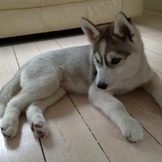 Siberian husky Nizmo