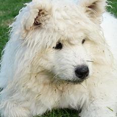 Samojedhund Cabaka's Turn It Up -"Turner"