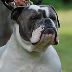 Olde english bulldogge Hugh Hefner