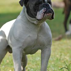 Olde english bulldogge Hugh Hefner