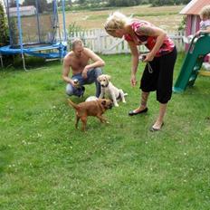 Griffon petit brabancon Junior