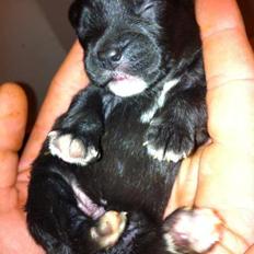 Blanding af racer Lone