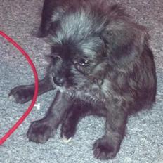 Blanding af racer Lone