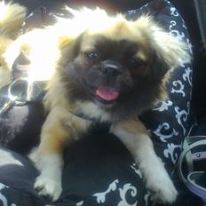 Tibetansk spaniel Our Passion Billie Jean