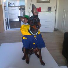 Dvaergpinscher Rødkildes Lucka