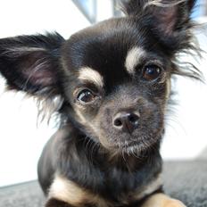 Chihuahua Aya