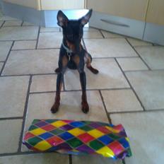 Dvaergpinscher Rødkildes Lucka