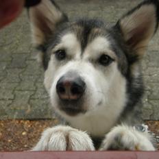 Siberian husky Shiba