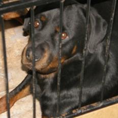 Rottweiler Aslan (Kiks)