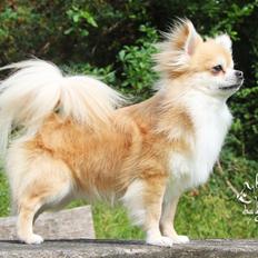 Chihuahua Frontrunner's Fight Club "Enyo"