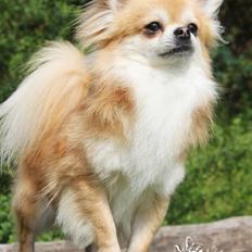 Chihuahua Frontrunner's Fight Club "Enyo"