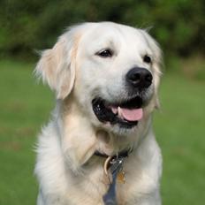 Golden retriever Balto