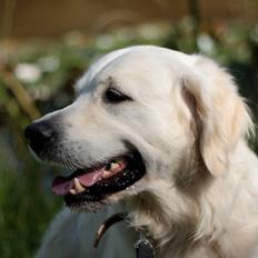 Golden retriever Balto