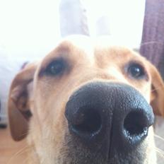 Blanding af racer Liva (Den lille)<3<3