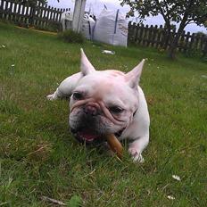 Fransk bulldog Isenna