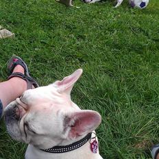 Fransk bulldog Isenna