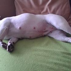 Fransk bulldog Isenna