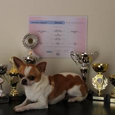 Chihuahua Don-Bentley vom Hochmoor