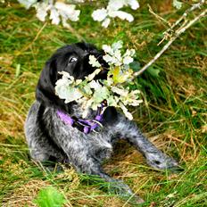 Ruhåret hønsehund Lille Skovbo´s Frandsen (Felix)