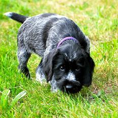 Ruhåret hønsehund Lille Skovbo´s Frandsen (Felix)