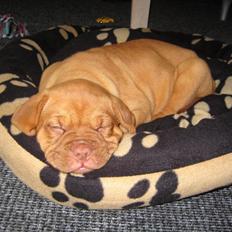Dogue de bordeaux Harley