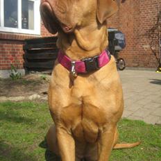 Dogue de bordeaux Harley