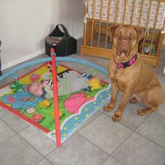 Dogue de bordeaux Harley