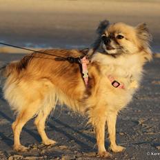 Blanding af racer Maika