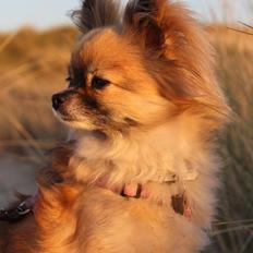 Blanding af racer Maika